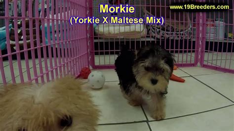 Stop by petland to find your dream puppy today! Morkie, Puppies, Dogs, For Sale, In Jacksonville, Florida ...