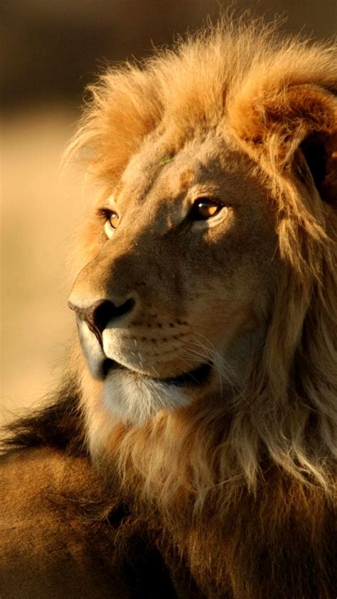 Beautiful Lion Images Hd 1080p Wallpaper Download Photos
