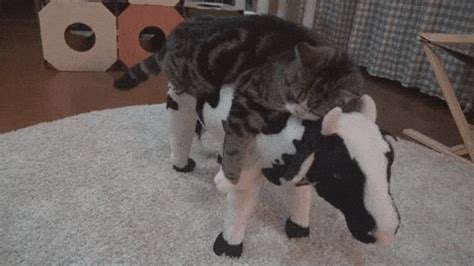 The best gifs are on giphy. Cow Cat GIFs - Find & Share on GIPHY