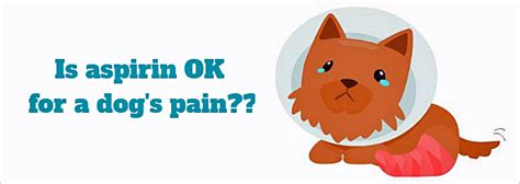 Can Dogs Have Aspirin Pain Pills That Are Safe About Morkies