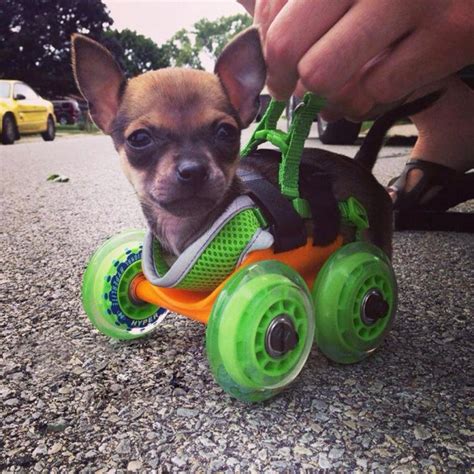 Engineer 3 D Prints An Adorable Dog Wheelchair For A Two Legged Puppy