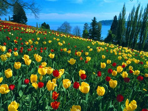 Field Of Tulips Post In Pixel Of 1600×1200 Colorful