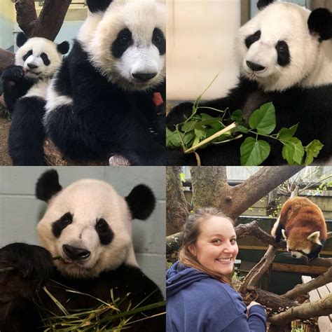 Panda Updates Monday November 2 Zoo Atlanta