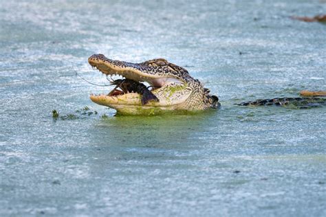 American Alligator Eating A Crawfish Smithsonian Photo Contest