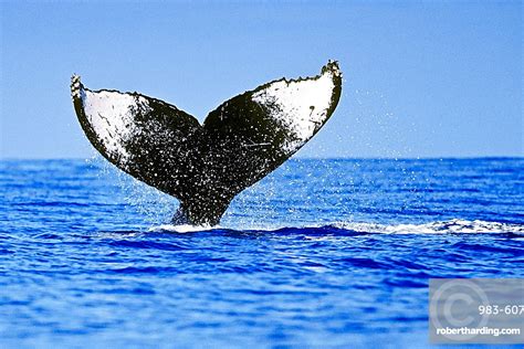 Humpback Whale Megaptera Novaeangliae Lobtailing Stock Photo
