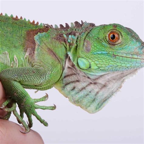 A Complete Guide To Caring For Green Iguana As A Pet Miles With Pets