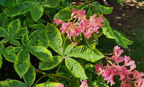 Aesculus × Carnea Trees And Shrubs Online