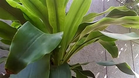 Its light, temperature, humidity preferences and any additional care it might need to help it grow. Dracaena plant by cutting and easy to care - YouTube