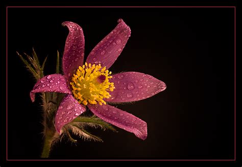 Einen Blumengruß Foto & Bild | pflanzen, pilze & flechten ...
