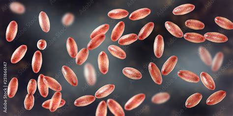 Plague Bacteria Yersinia Pestis 3d Illustration Gram Negative