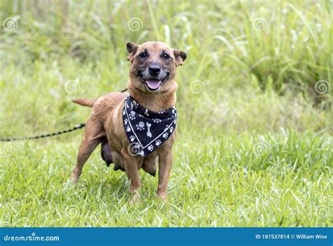 Happy Dog Is Wagging His Tail At The Sandy Beach On Sunset Background