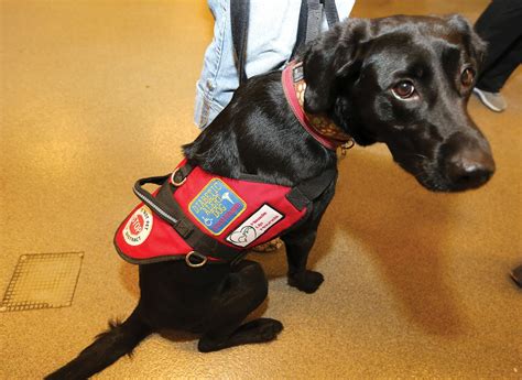 The Nose Knows For Diabetics Service Dogs Can Be Lifesavers Sunday