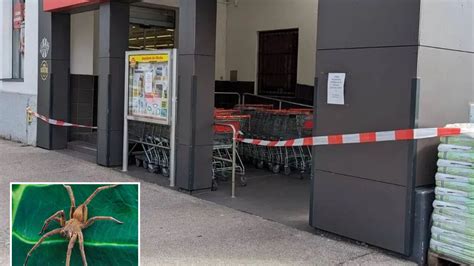 Supermarket Evacuated After Spider Whose Bite Can Cause Permanent