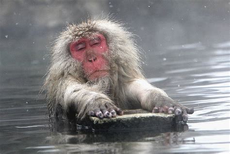 Cute Monkey Takes A Bath In Sink