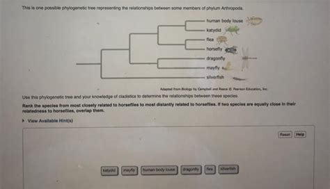 Solved This Is One Possible Phylogenetic Tree Representing