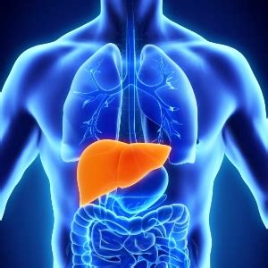 Aug 28, 2020 · no specific treatment exists for hepatitis a. What is hepatitis A? | Health24