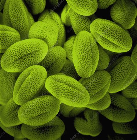 Sem Of Grass Pollen Stock Image C0283106 Science Photo Library