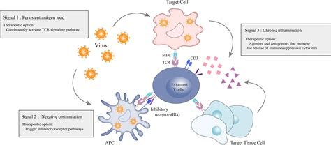 Frontiers T Cell Exhaustion In Immune Mediated Inflammatory Diseases New Implications For