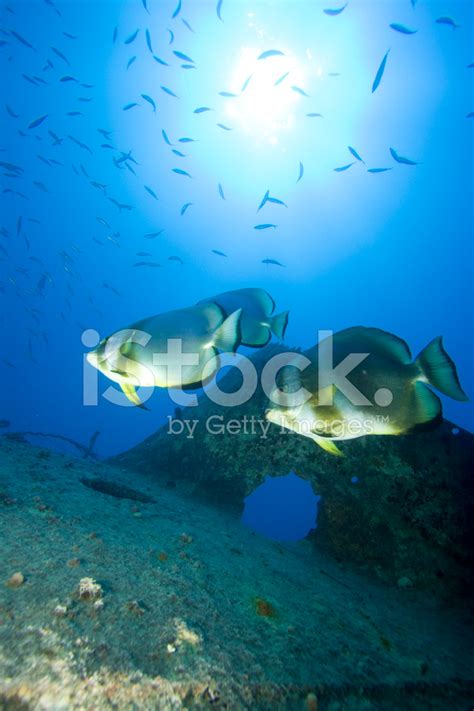Longfin Spadefish Platax Teira Stock Photo Royalty Free Freeimages