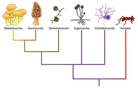 Classifications Of Fungi Biology 2e