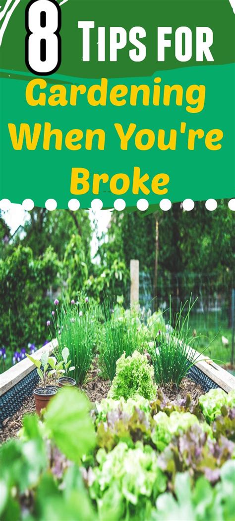 Gardening On A Budget 20 Frugal Gardening Tips Homesteading Where