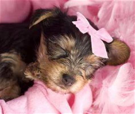 Teacup yorkie puppies for sale, teacup, tiny toy and miniature yorkie puppies for adoption and rescue. Newborn Yorkies | Yorkshire Terrier Information Center