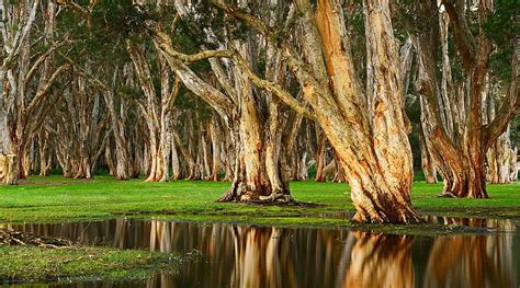 Old Trees Swamp Ultra Nature Forests Wood Park Australia Swamp