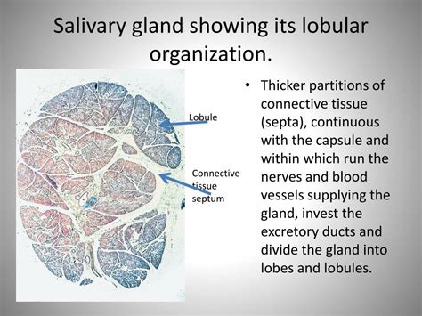 Ppt Salivary Glands And Saliva Powerpoint Presentation Free Download