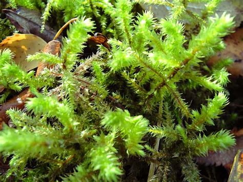 19 Types Of Mosses For Your Garden 2022