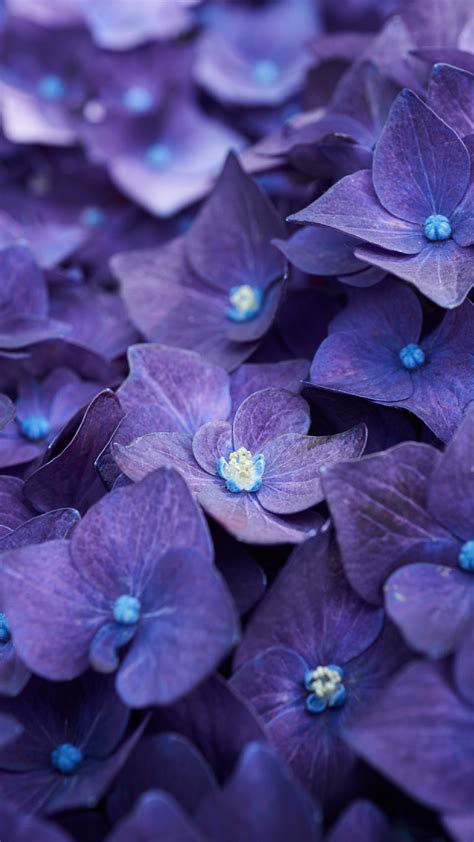 1080x1920 Hydrangea Violet Flowers Iphone 7 6s 6 Plus