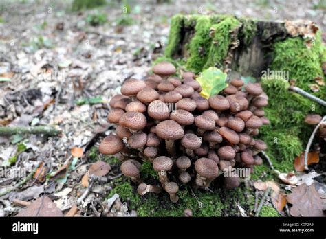 Edible Honey Fungus Armillaria Ostoyae Mushroom Stock Photo Alamy