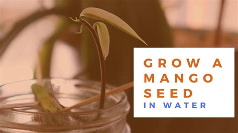 How To Grow A Mango Seed In Water Easy 망고 Youtube