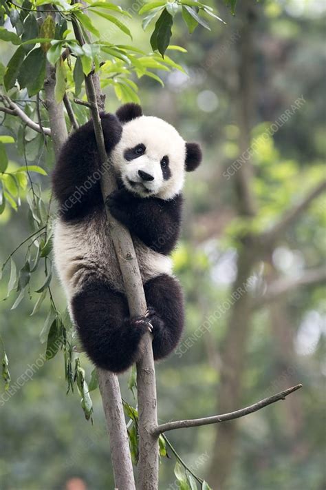 Juvenile Panda Climbing A Tree Stock Image C0212744 Science
