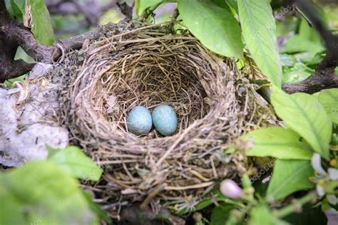 Bird Nest In Tree With Eggs