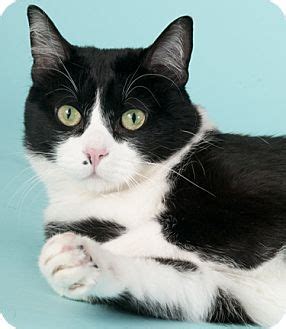 If you're looking for a new pet, please visit the spca rather than a pet shop or breeder. Chicago, IL - Domestic Shorthair. Meet Gemini, a cat for ...