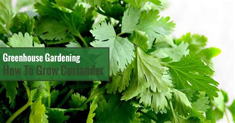 How To Grow Coriander Cilantro In A Greenhouse