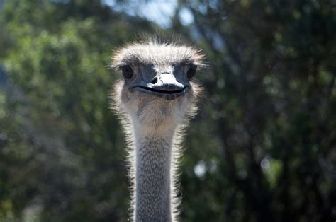 Ostrich Face Free Stock Photo Public Domain Pictures
