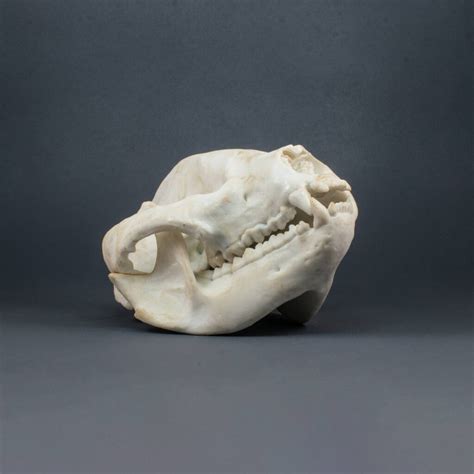 Panda Bear Skull Replica Museum Quality Anyskull