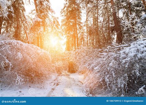 Sunrise Or Sunset In A Winter Pine Forest Stock Image Image Of Beauty