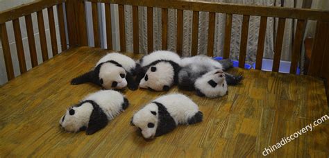 Chengdu Panda Base Research Base Of Giant Panda Breeding