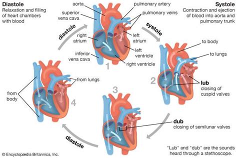 Muscle Contraction Heart Students Britannica Kids Homework Help