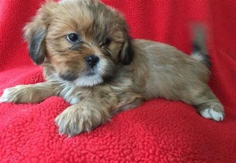 Lhasa Apso Puppy For Sale Adoption Rescue For Sale In Mashpee