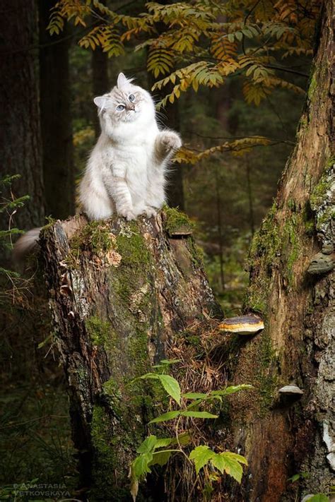 Pin By Levonda On The Enchanted Forest Cats Pretty Cats