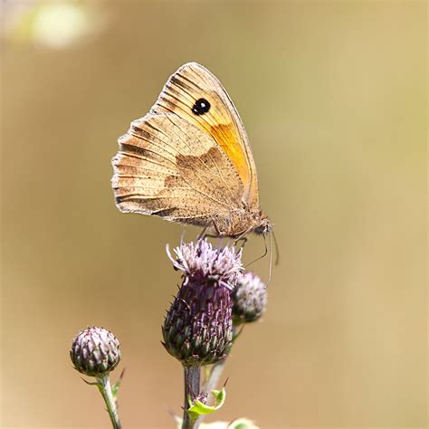 Meadow Brown Butterfly Tony Flickr