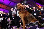 Westminster Dog Show Best in Show Winners for the Last 17 Years
