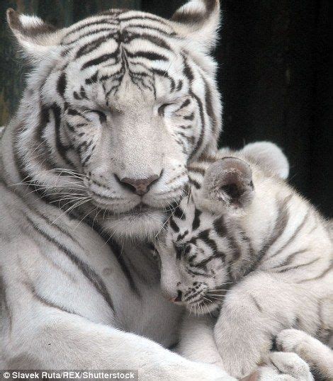 Two White Tiger Cubs Cuddle Together In Their Enclosure