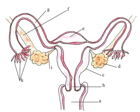 The human female reproductive system is a series of organs primarily located inside the body and around the pelvic region of a female that contribute towards the reproductive process. Blank Male Reproductive System Diagram - ClipArt Best