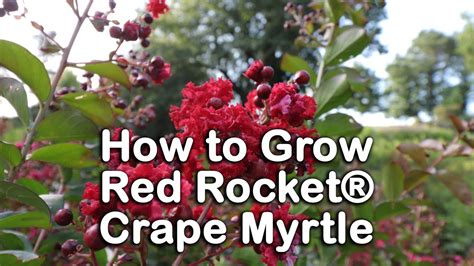 This has ellagic acid constituents which is also an. How to grow Red Rocket® Crape Myrtle (Pure Red Summer ...