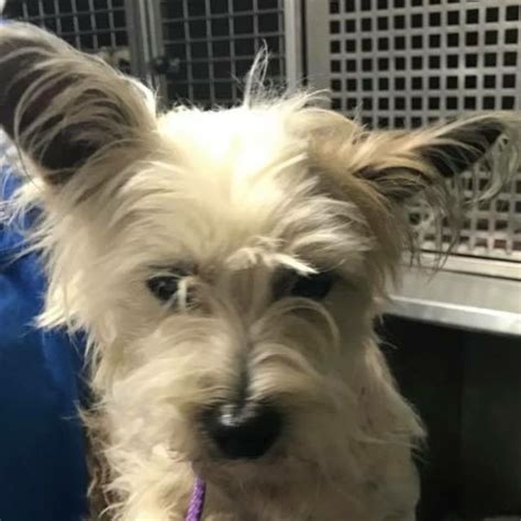 Hope Small Female Fox Terrier X Maltese Mix Dog In Nsw Petrescue