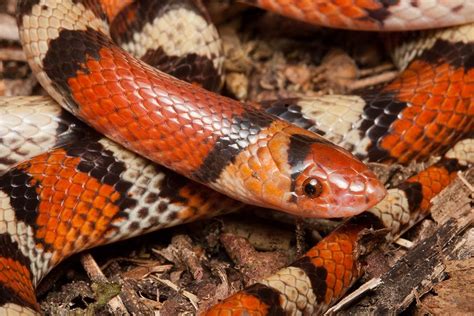 4 Snakes That Look Like Coral Snakes With Pictures Pet Keen